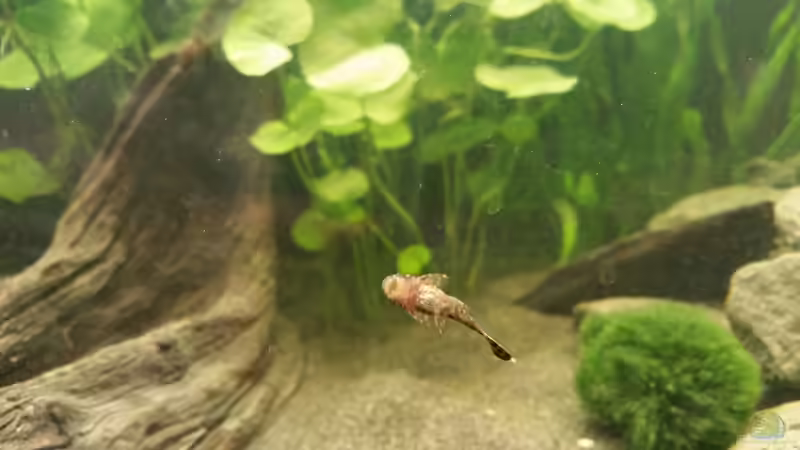 Ancistrus sp. von Ralleplus FARA (11)