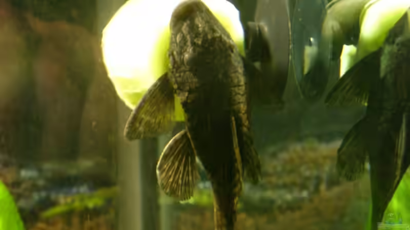 Ancistrus Sp. Weibchen mit Gurke von Oliver Boden (33)