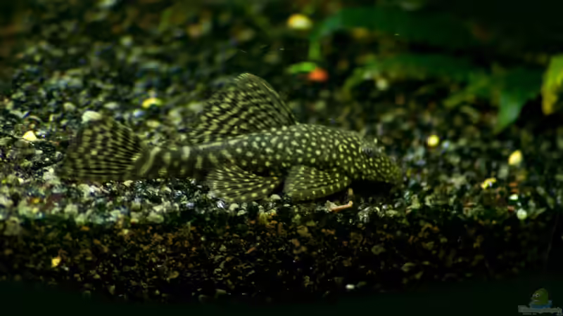 Ancistrus sp. (Weibchen) von Guenni (14)