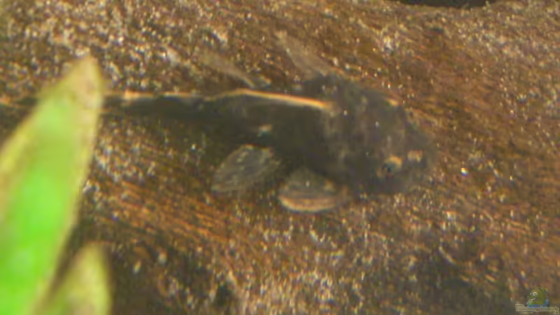 Ancistrus spec., Blauer Antennenwels von Fabian Eckel (11)