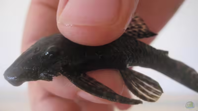 Ancistrus spec.  männchen juvenil beim einsetzen von Tiburón (42)