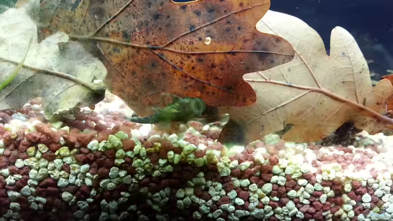 Ancistrus spec. 03,12,2012 von Katharina Müller (10)