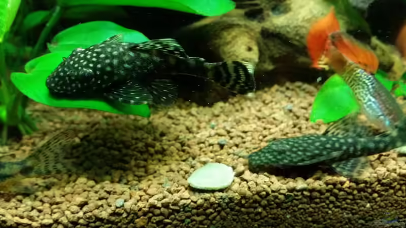 Ancistrus spec. (Brauner Antennenwels) von Pitt1platsch (6)