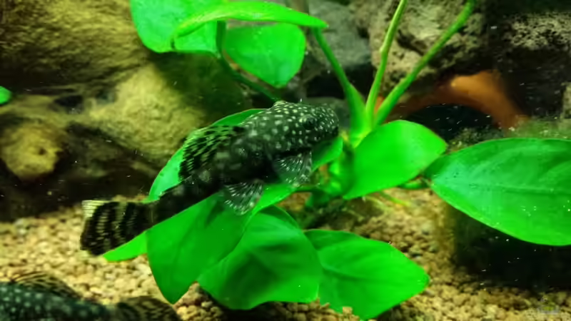 Ancistrus spec. (Brauner Antennenwels) von Pitt1platsch (7)