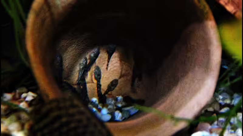 Ancistrus spec. Jungtiere kurz nach dem Schlupf von Mel&Marc (6)