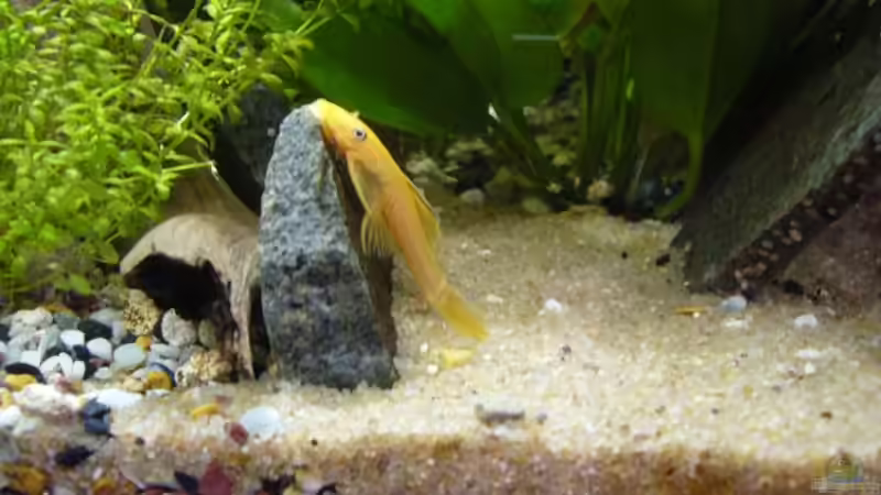 Ancistrus spec. L 144 von Sunnyboy_72 (20)