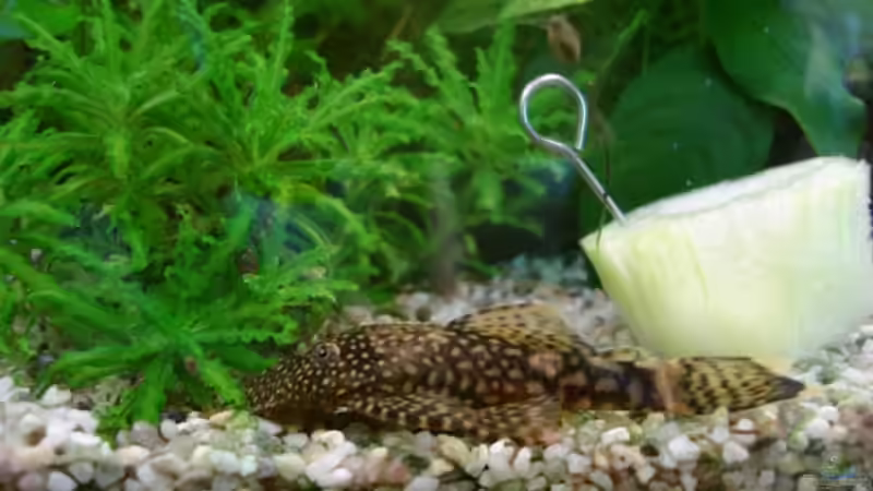 Ancistrus spec. von Birgit Reinert (6)