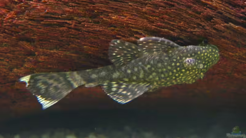 Ancistrus spec. von Janko Pickert (3)