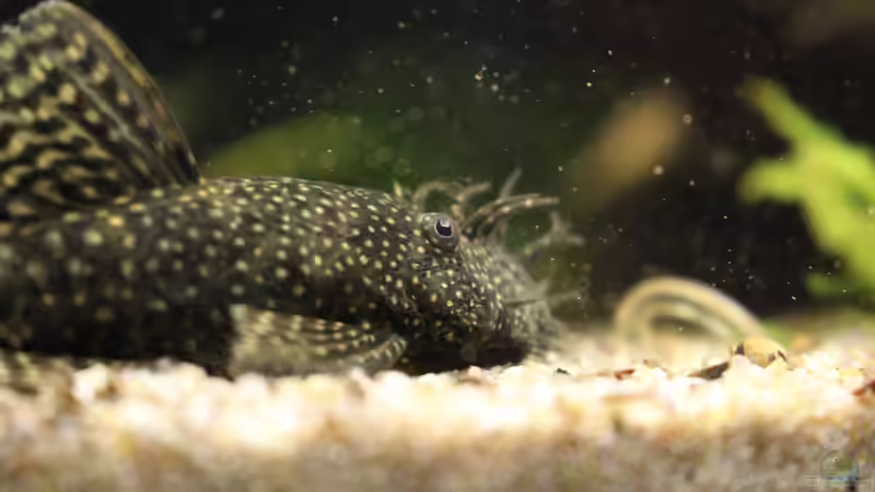 Ancistrus spec. von LaFrieda (31)