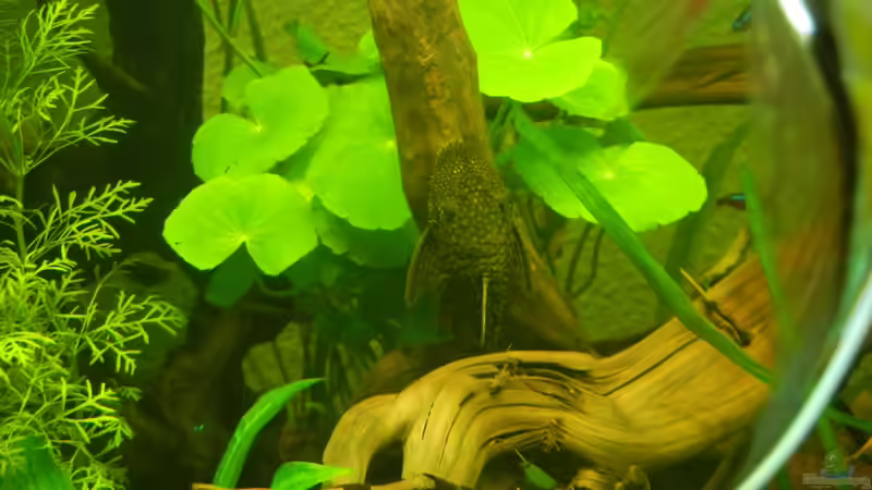 Ancistrus spec. von Life (30)