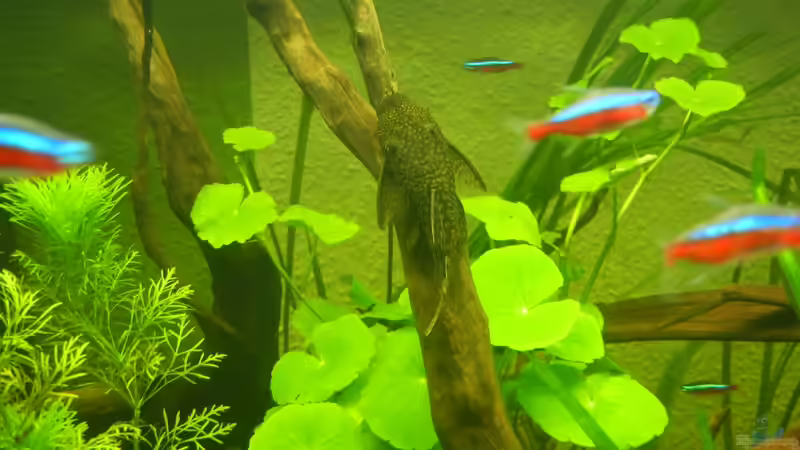Ancistrus spec. von Life (32)