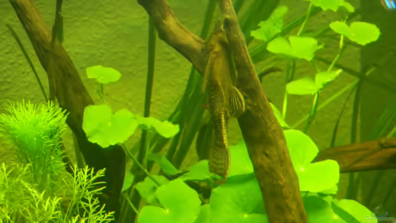 Ancistrus spec. von Life (33)