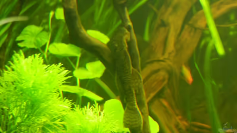 Ancistrus spec. von Life (34)