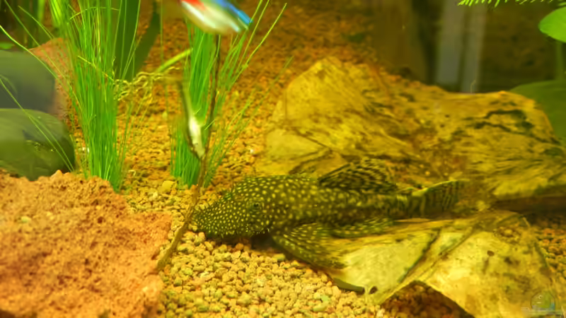 Ancistrus spec. von Life (40)