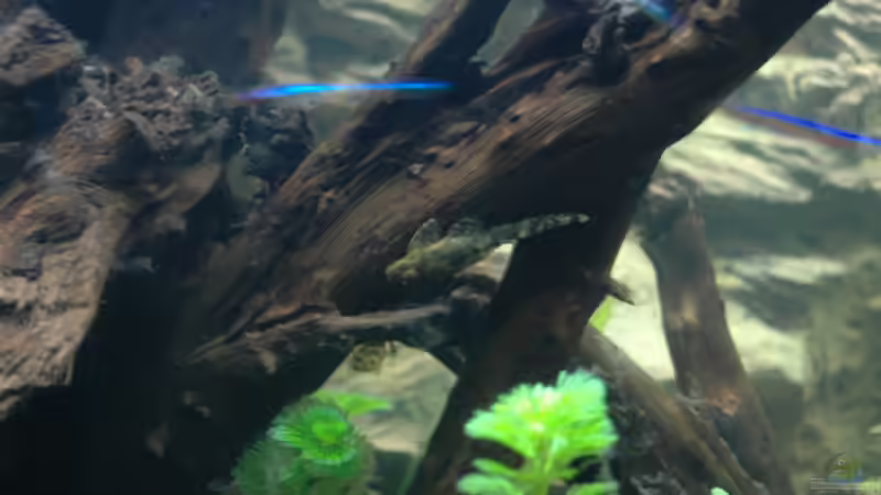 Ancistrus spec. von marciii1985 (20)