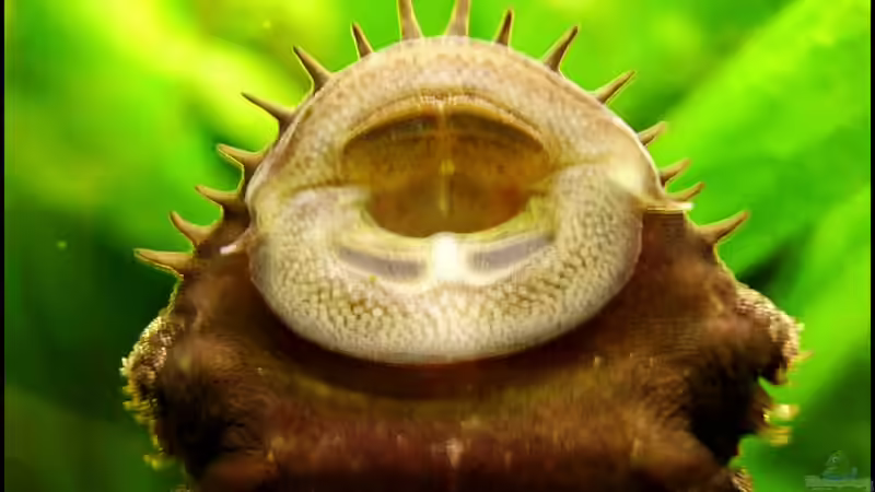 Ancistrus spec. von Mel&Marc (4)