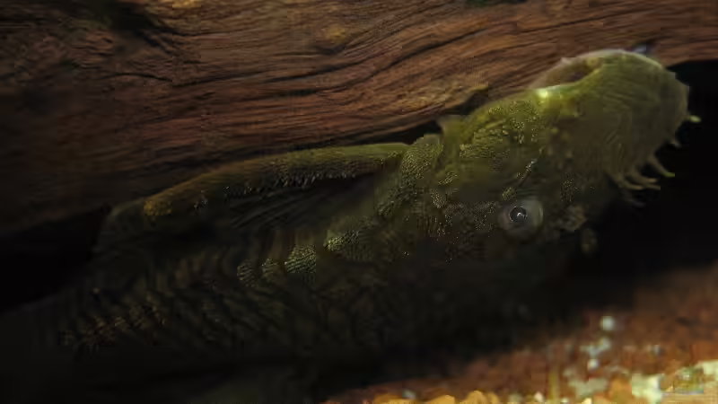 Ancistrus spec. von Sascha Biedermann (16)