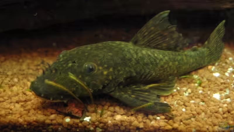 Ancistrus spec. von Sascha Biedermann (19)