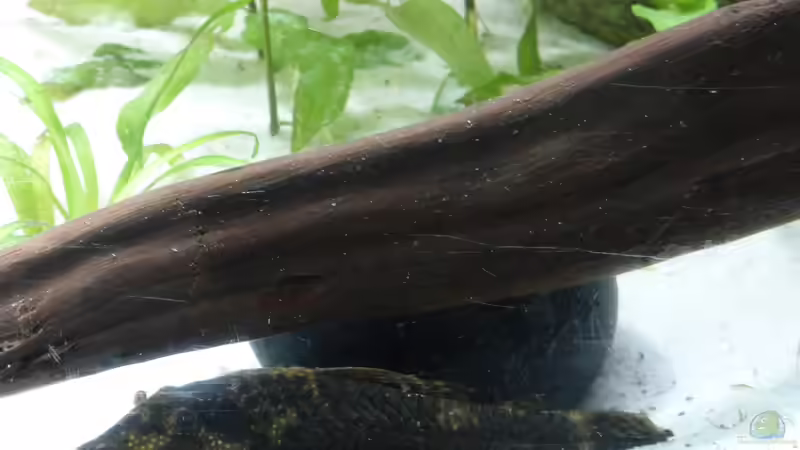 Ancistrus spec. von Stefano83 (34)