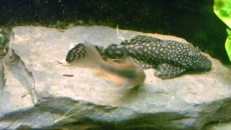 Ancistrus spec. weibchen von Vabene (21)