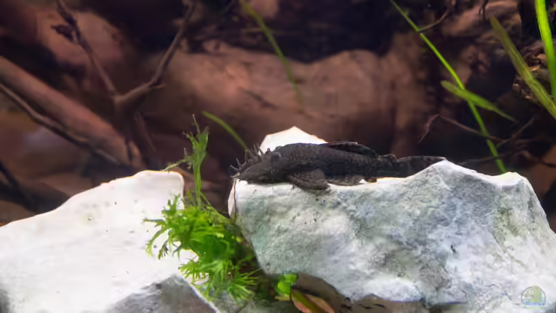 Ancistrus spec von GoreSlayer (101)