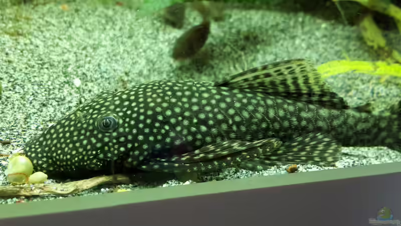 Ancistrus ssp. & Corydoras aeneus  von Sascha-M.K. (11)