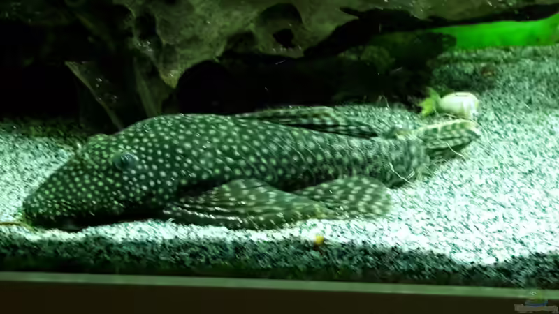 Ancistrus ssp von Sascha-M.K. (8)