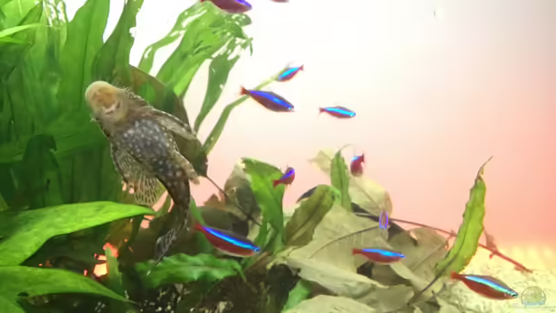 Ancistrus und Neons von Soundmann (7)