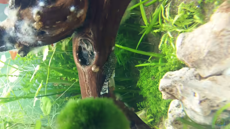 ancistrus und pilz blüte des Holzes  von Spawngrow (7)
