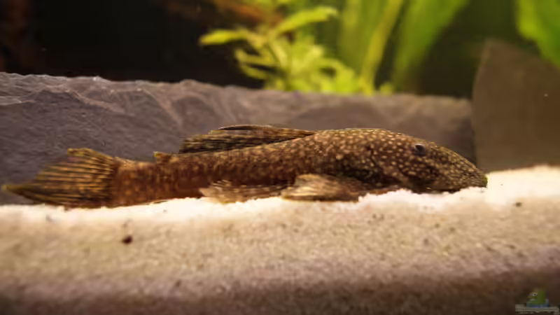 Ancistrus von CeeJay (3)