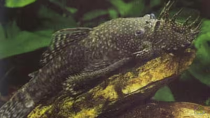 Ancistrus von Detlef Fuchs (6)