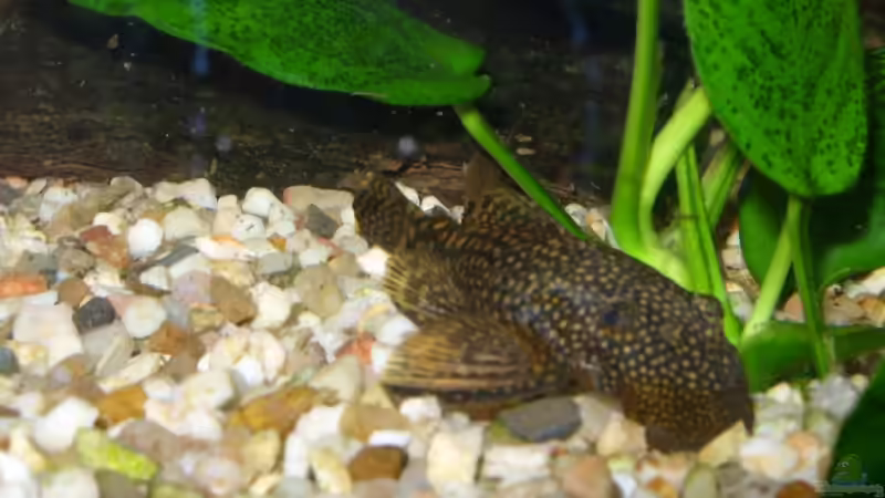 Ancistrus von Elmar Langer (8)