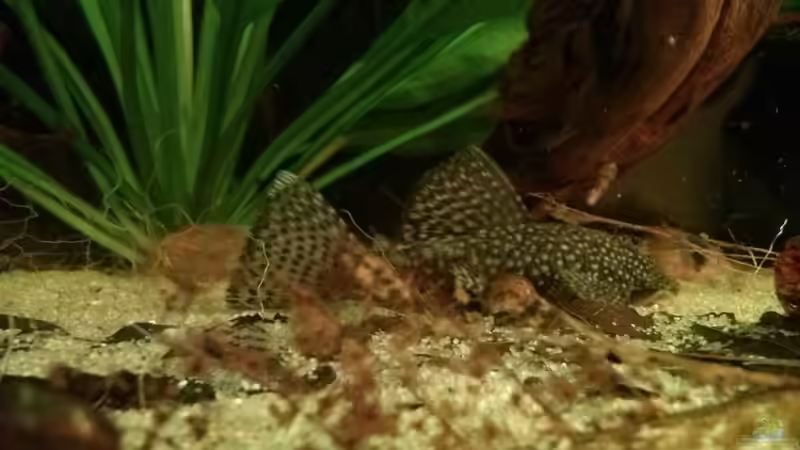 Ancistrus von GuyIncognito (17)