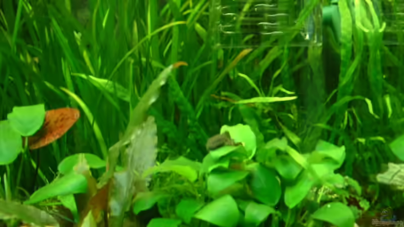 Ancistrus von Herzilein (42)