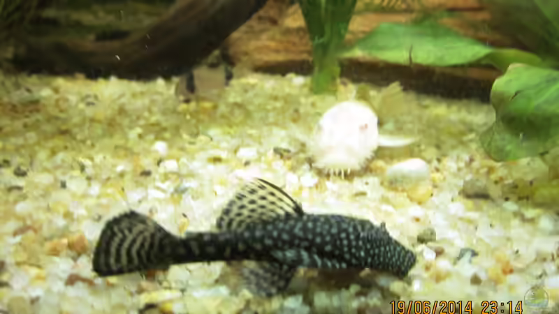 Ancistrus von Ottche (199)