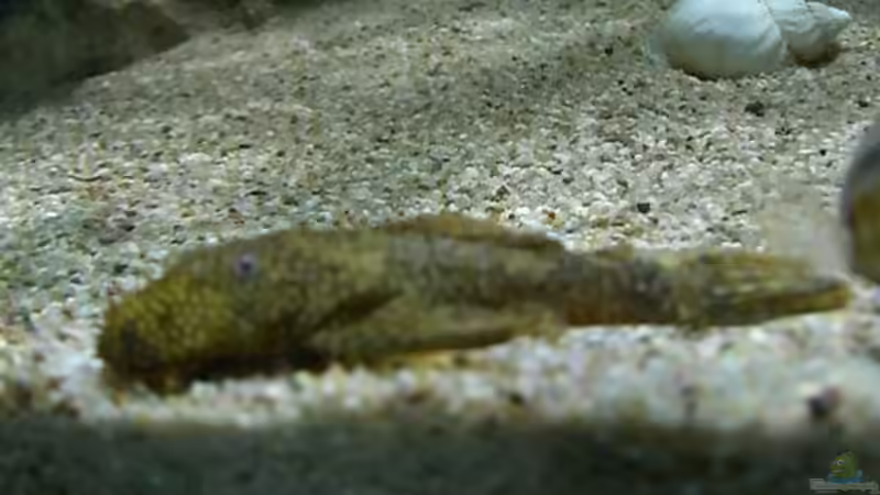 Ancistrus von Rainer Klettke (21)