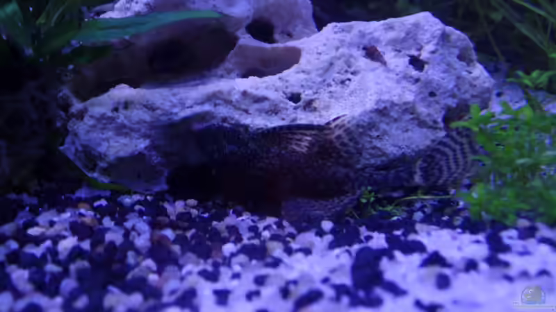 Ancistrus von raubsau (59)