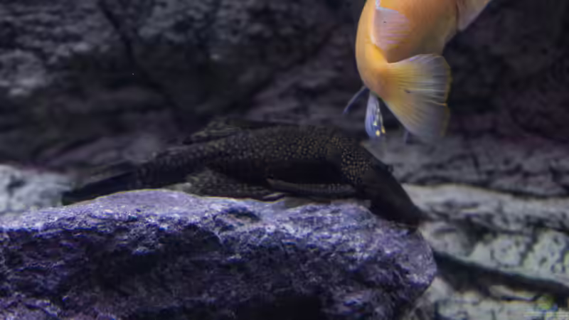 Ancistrus von Steffen Wahl (13)