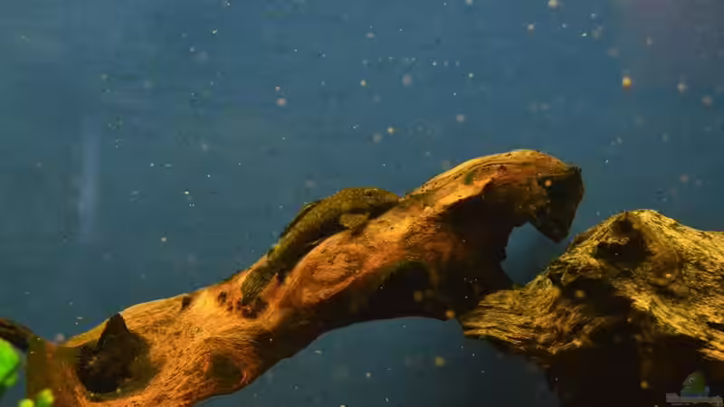 Ancistrus von Ulf Penderock (5)