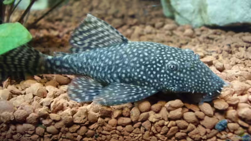 Ancistrus von Wels-fan (49)