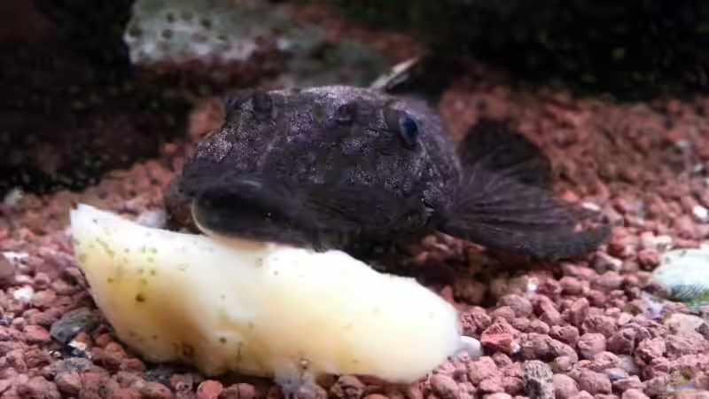 Ancistrus von Zomic (13)