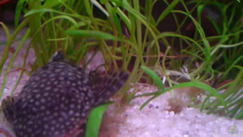 Ancistrus weibchen von Chris Schmidt (8)