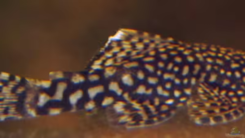 Ancistrus weibchen von Inot (13)