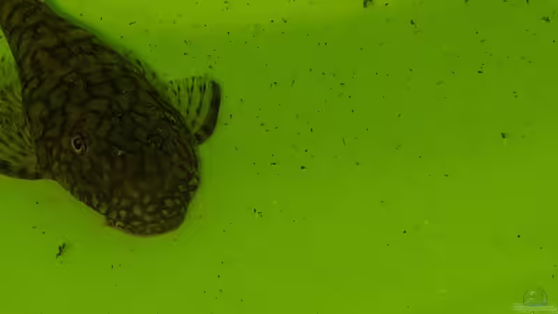 Ancistrus-Weibchen von mikeschchaos (8)