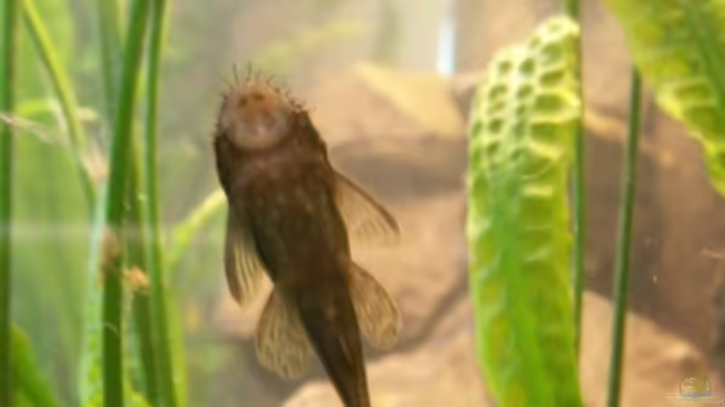 Ancistrus weibchen von Sven Leyh (15)