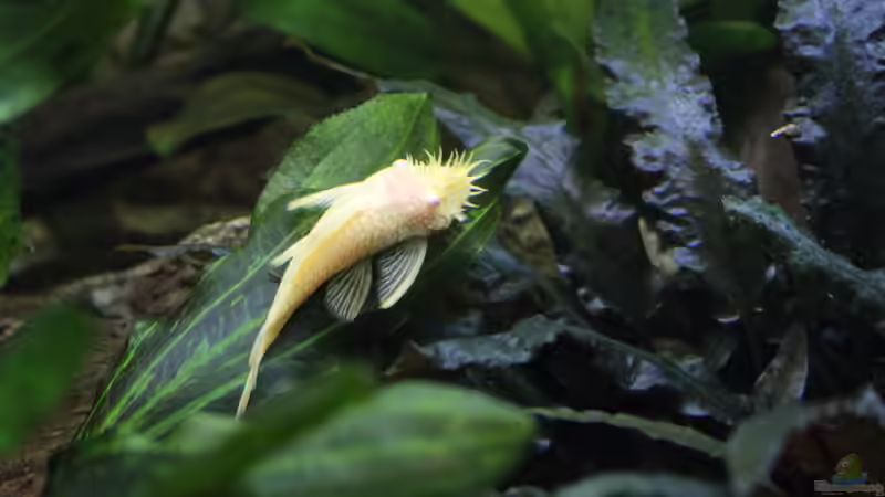 Ancistrus,weiss,Männchen von Ottche (255)