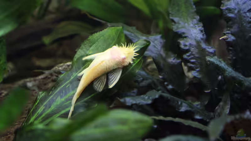 Ancistrus,weiss,Männchen von Ottche (260)