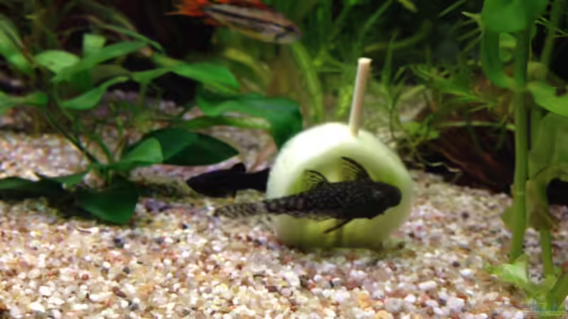 Ancistrus-Wels und Black Molly mit Gurke von Oskar (15)