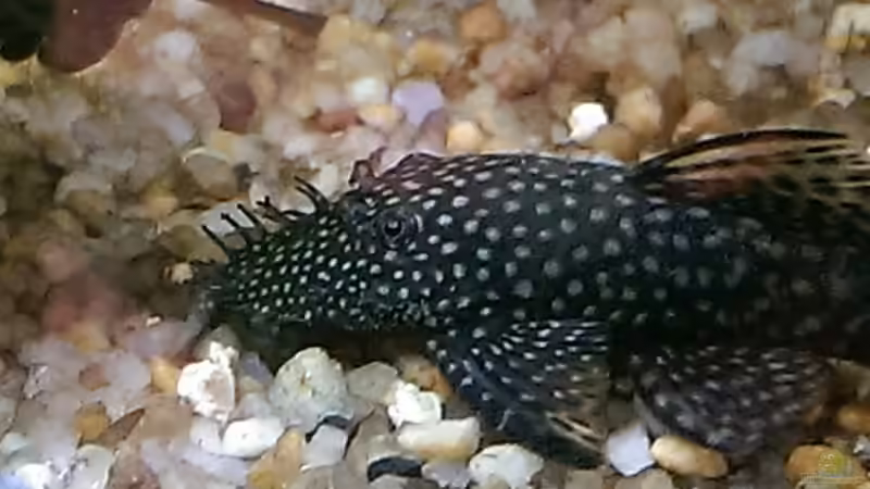 Ancistrusmännchen,dunkel von Ottche (231)