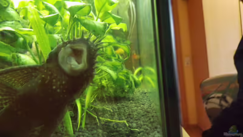 Ancistrusmännchen putzt die Scheiben von aqua david (27)